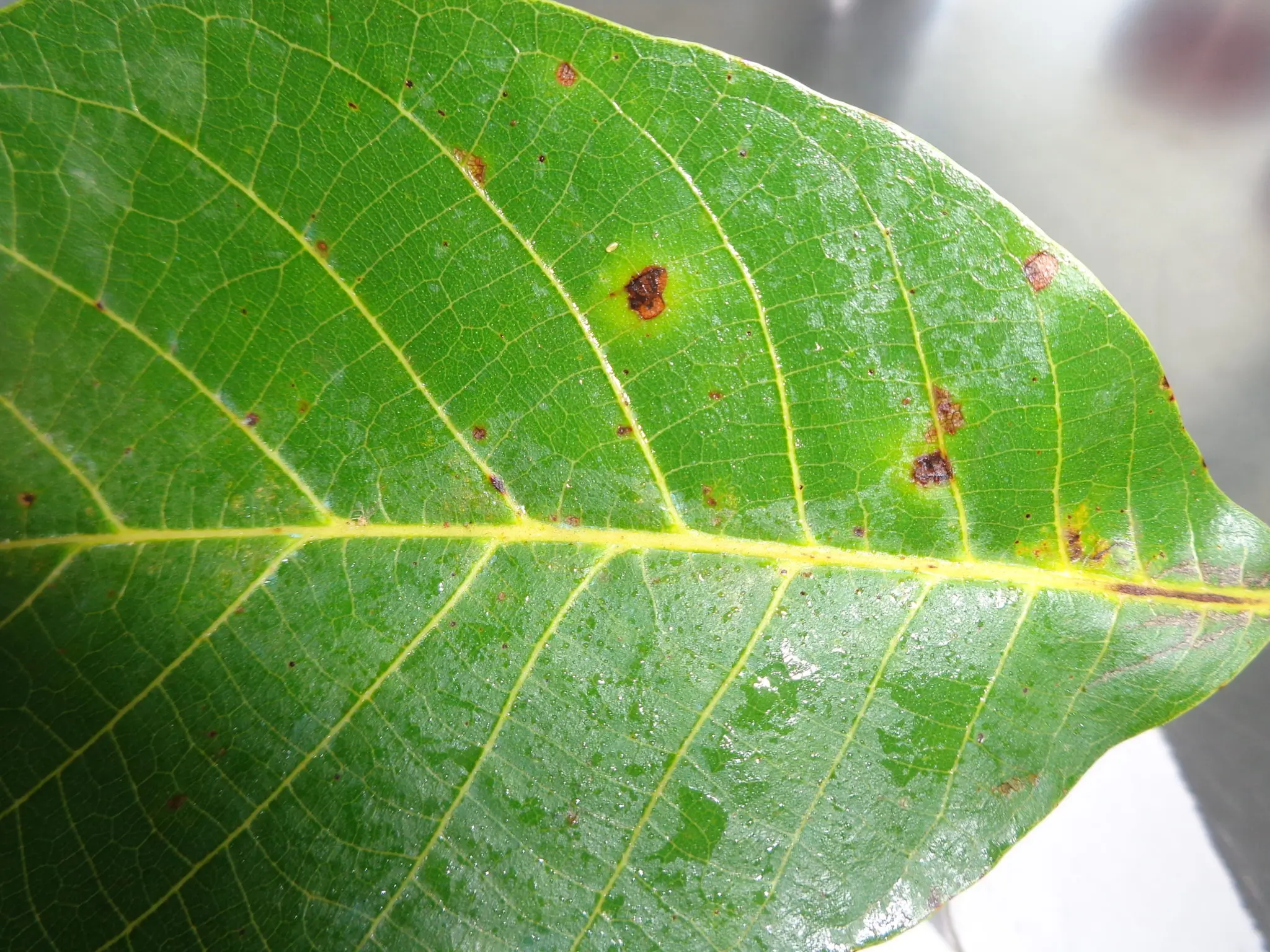 bacteria diseased walnut