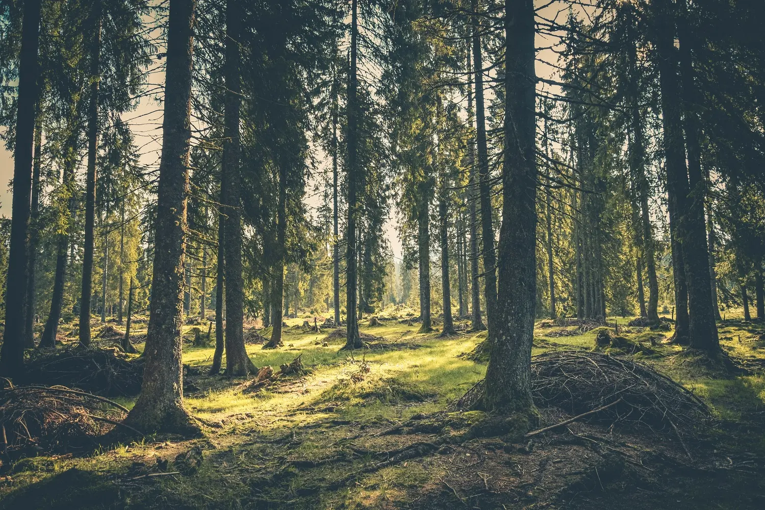 Doors opening across Europe thanks to tree talk