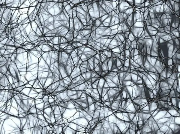 neurons