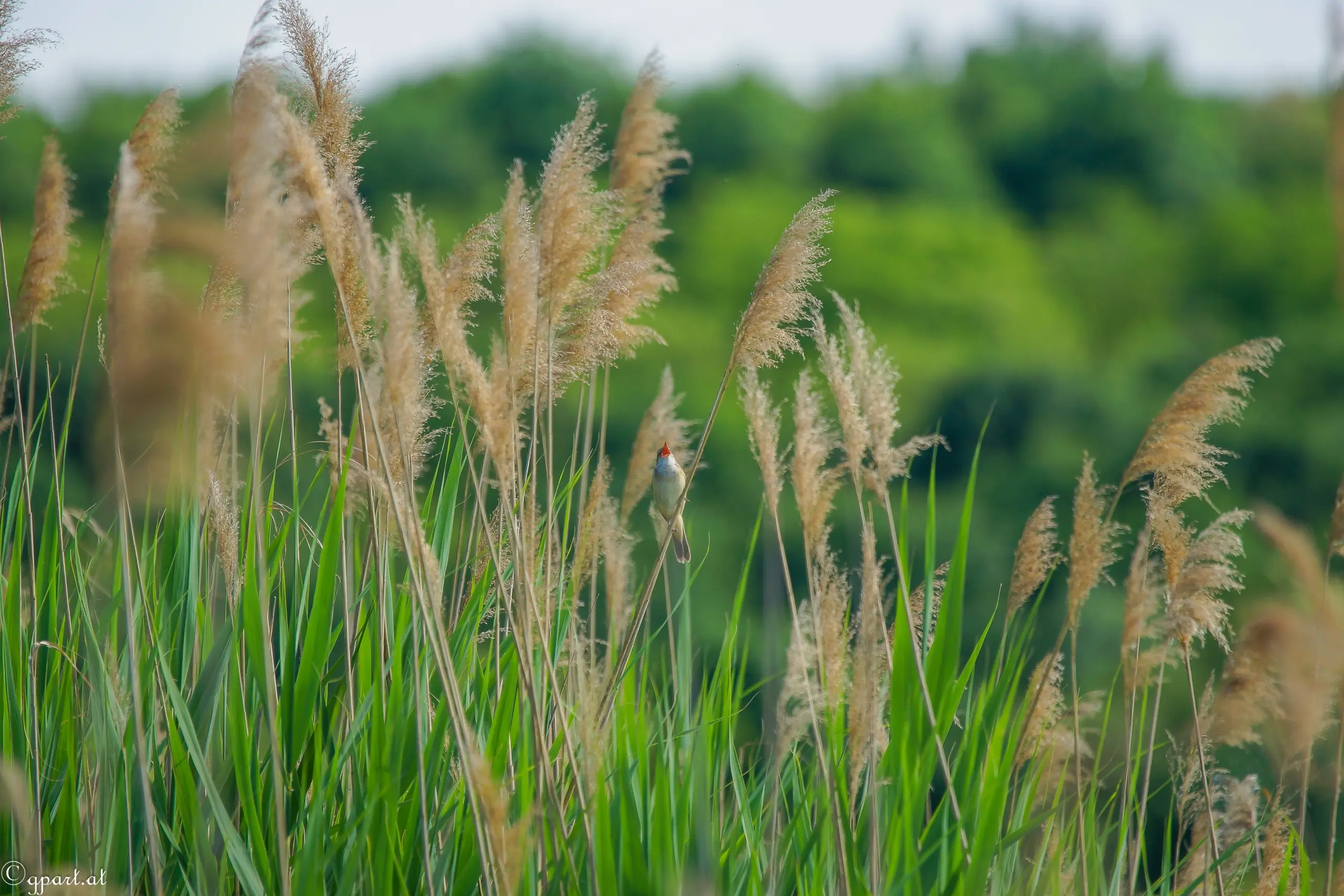 marsh reeds