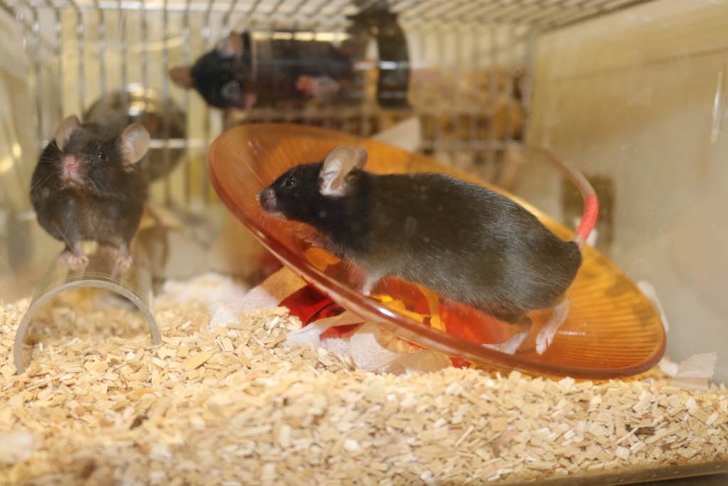 Photo of mice in a cage playing on an orange plastic platform