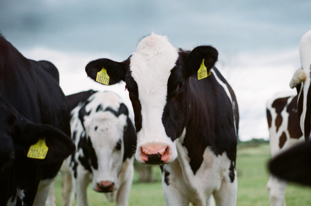 Photo of black and white cows grazing in a field