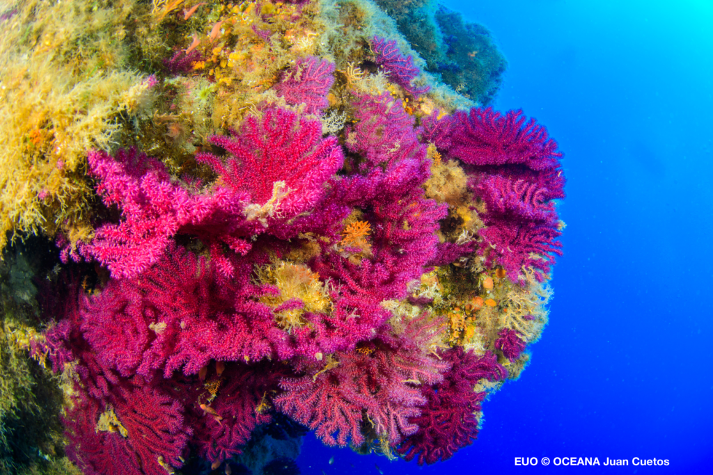 Photo of bright pink and yellow coral