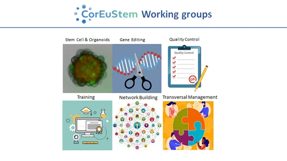 A grid listing the 6 working groups: Stem Cell & Organoids, Gene Editing, Quality Control. Training, Network Building, Transversal Management