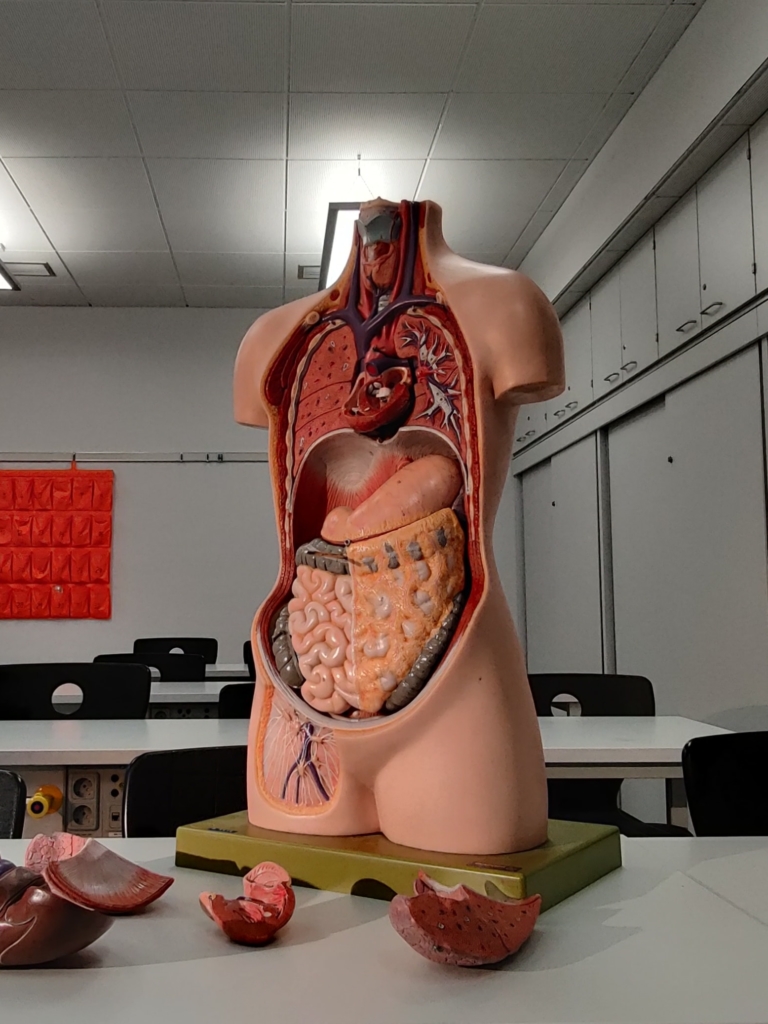 plastic intestines model in a class room