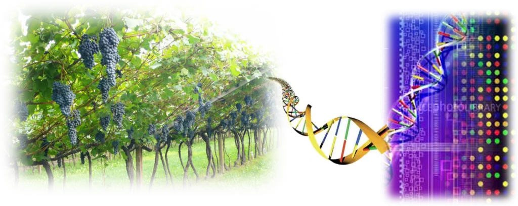 INTERGRAPE Action banner representing grapevines and genome sequence