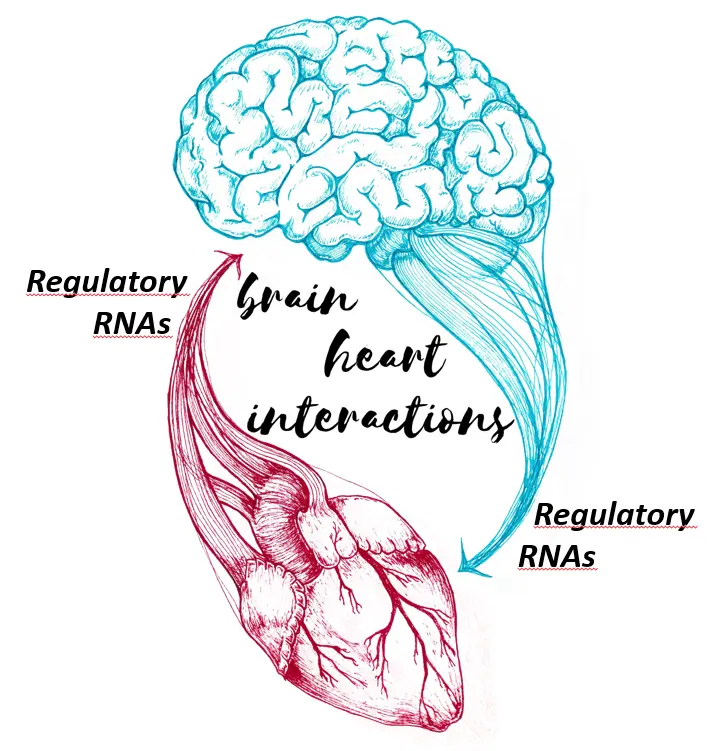 Graphic image of brain and heart with arrows to show their interactions