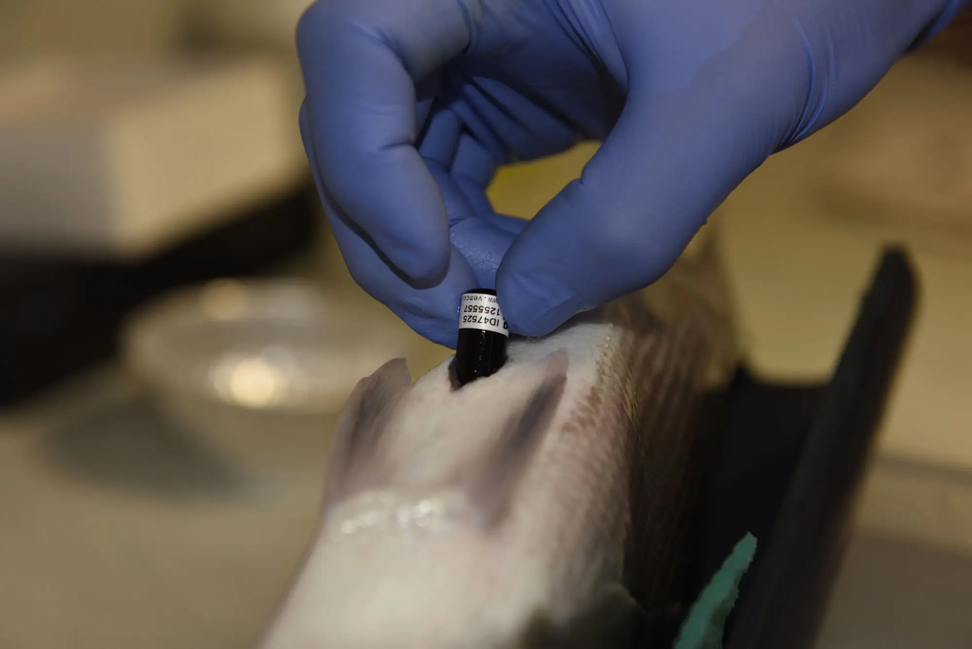 Gloved hand inserting a tracking device into a fish