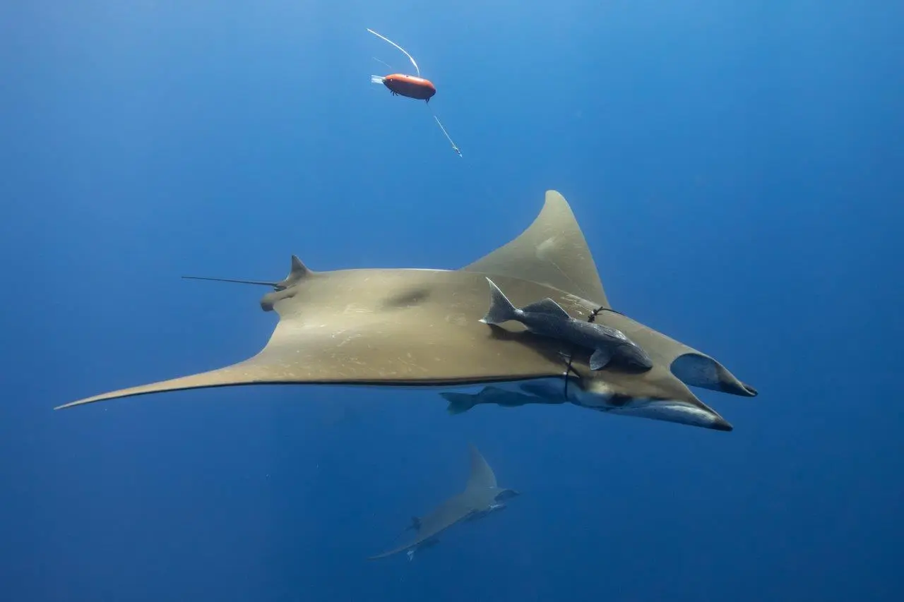 Two manta rays swimming in the ocean with a small tracking receiver visible in the distant ocean