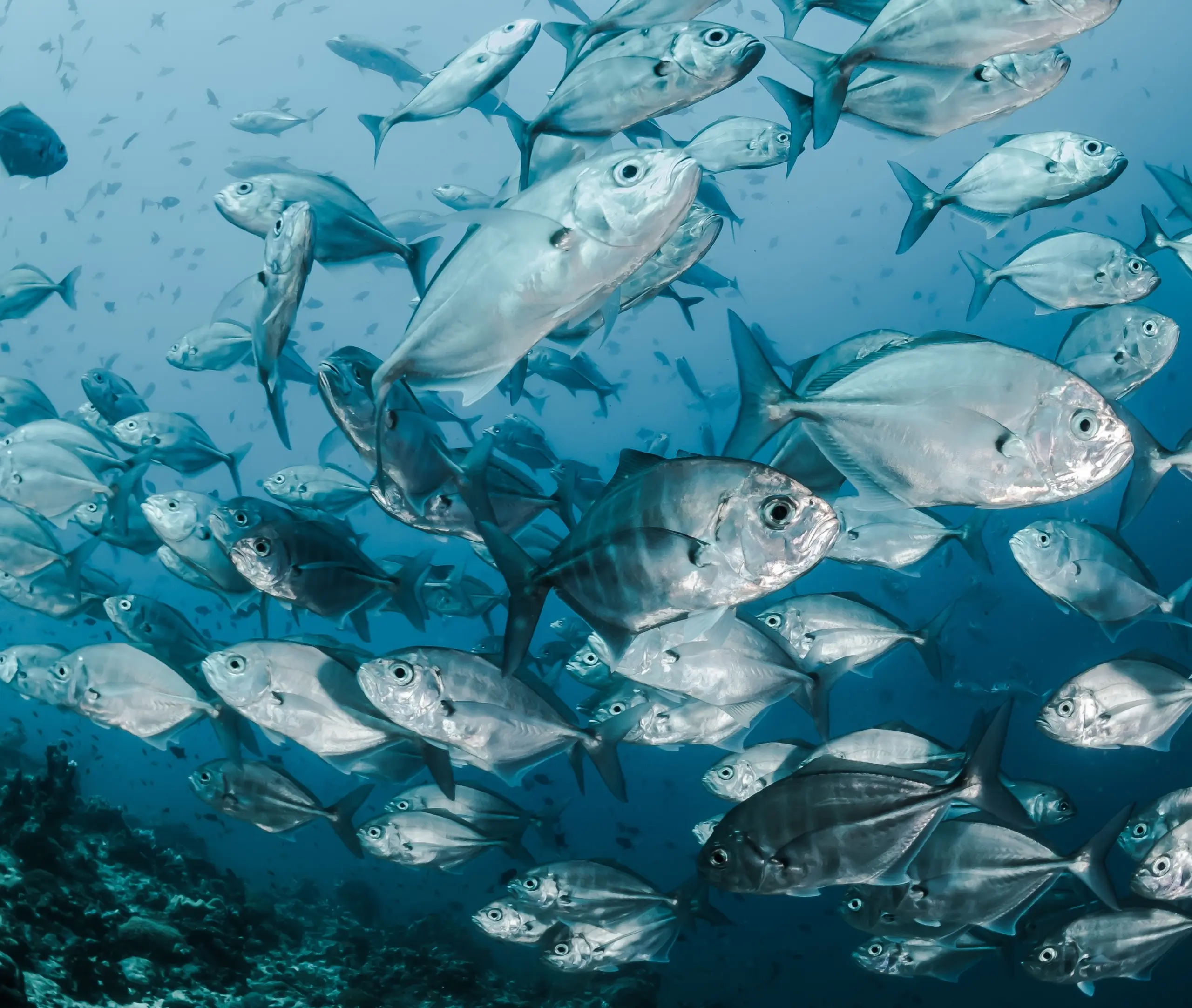 School of silver fish swimming in the ocean